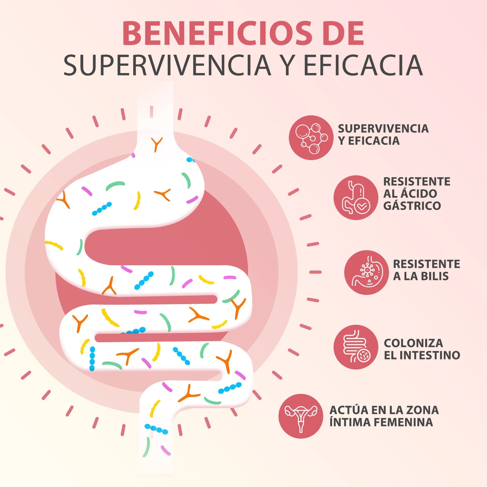 Windboss Probióticos para la Salud Íntima de la Mujer – 100 Mil Millones UFC – 32 Cepas – Con Arándano, Prebióticos y Vitamina C – Apoya el Equilibrio Femenino – 90 Cápsulas