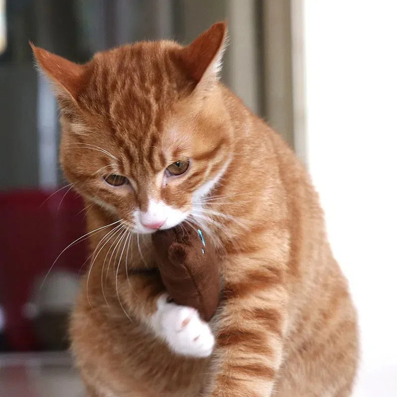 1 pieza de juguete para gatos con diseño de gato, que contiene una almohada de felpa con sonido, juguete interactivo para mascotas, juguetes de felpa para mascotas, varios colores disponibles