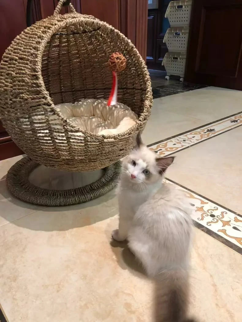 Hamaca semicerrada para mascotas, jaula redonda colgante para gatos, cesta de ratán para verano