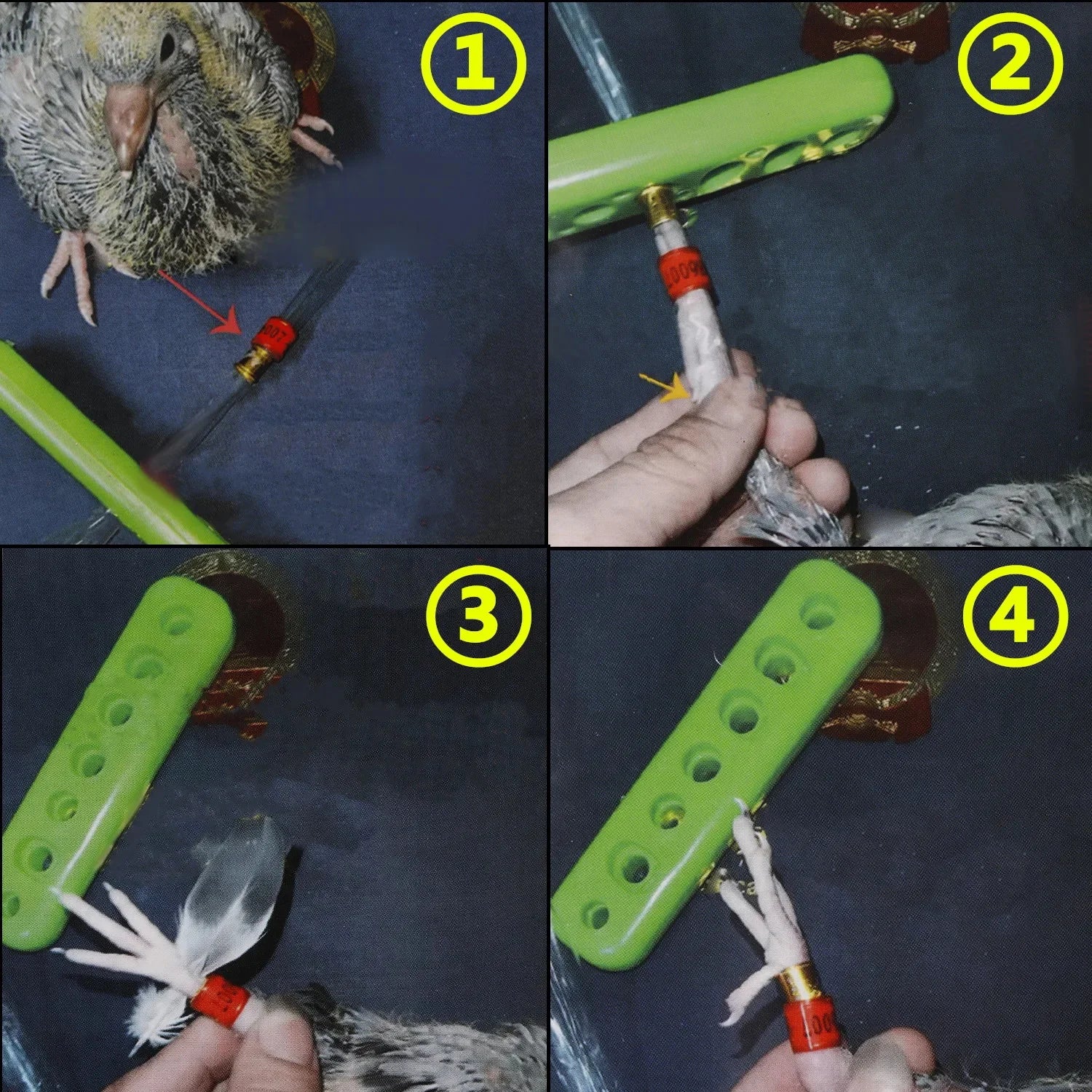 1 Juego de anillo para pie de Paloma, instalador para proteger palomas jóvenes, suministros de entrenamiento para loros, anillo para pie de Paloma de carreras